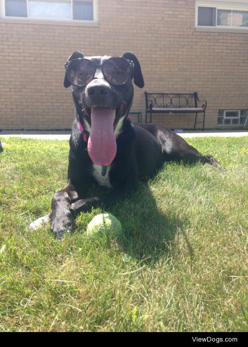 Piper, the sassiest yet cutest black lab/pit mix anyone could…