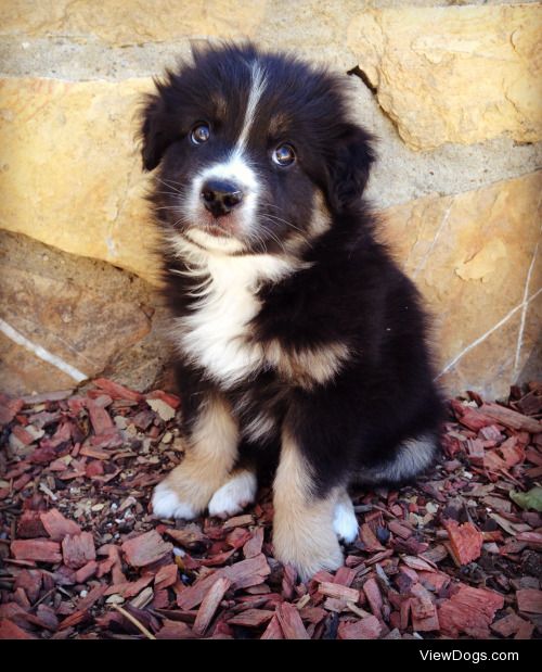 This is Kronos. He’s a 7 week old Australian shepherd and I love…