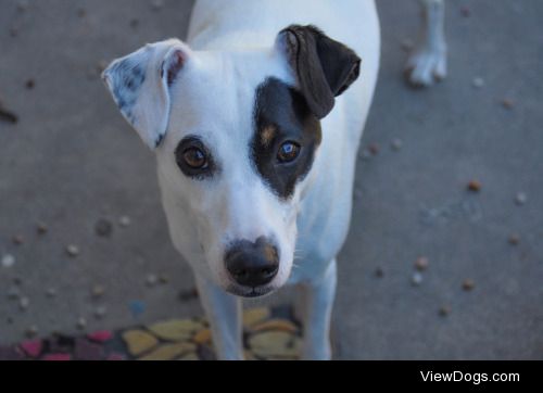 My girl Riley – Terrier mix