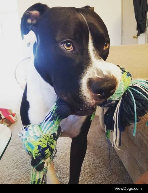 This is Rocky and his favorite toy. I adopted him about a month…