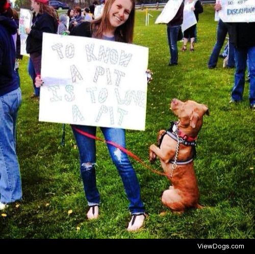 Sitting Pretty Protester

My four year old Pit bull mix named…