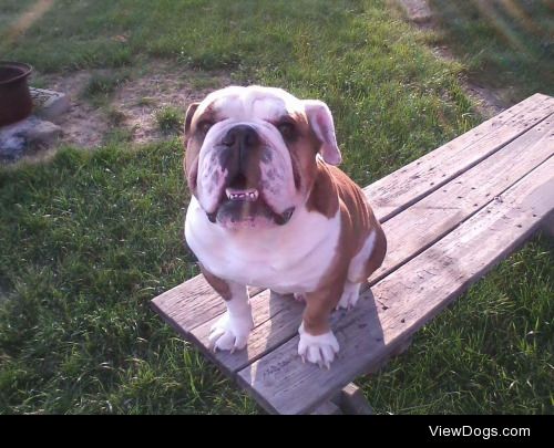 Meet Douglas! Our 5 year old English Bulldog :)