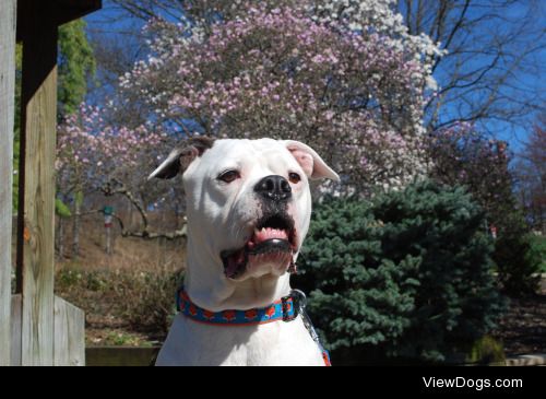 This is Lexi, a 7 year old American Bulldog who loves being on…