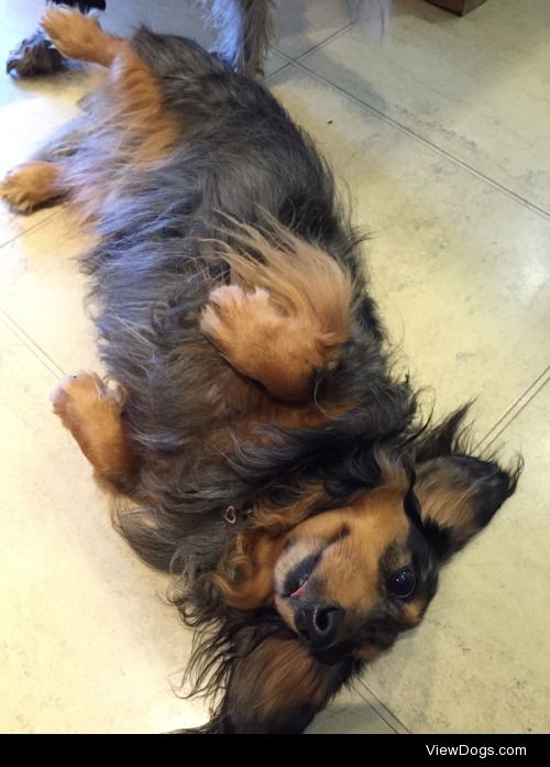 The fluffiest of my babies, Otto, a long haired mini dachshund….