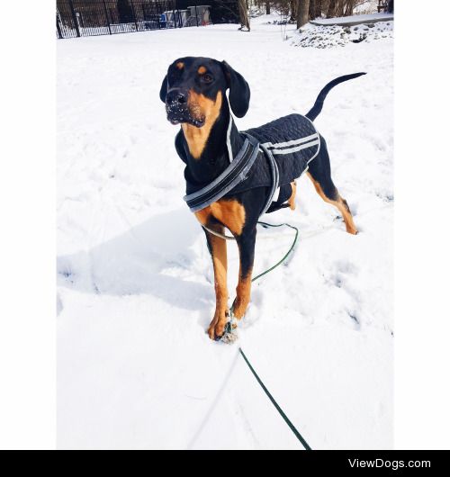 This is Spencer, Doberman Golden Retriever mix! 8mo. Intact…