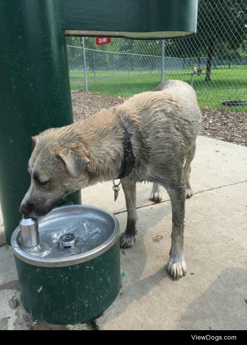 Ruby (2 yr old shepherd mix) lovess rolling in the mud at the…