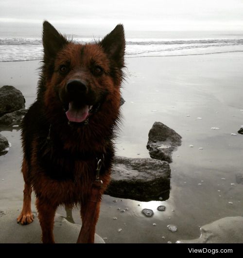 My German Shepard / Chow mix Luna at her favorite place on…