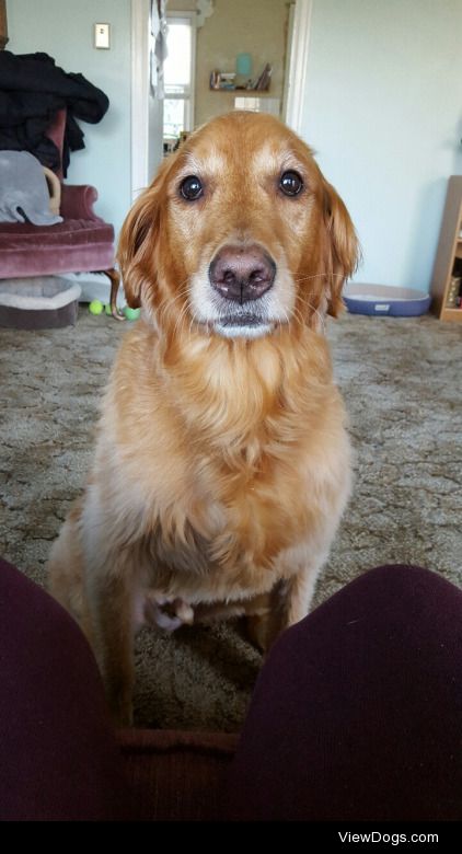 my beautiful Sam with my dad:) 7 year old golden retriever