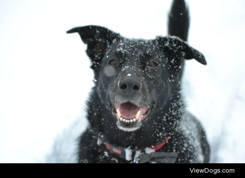 This is Daisy, a rising 6 border collie/lab! -@hotshotgaypilot