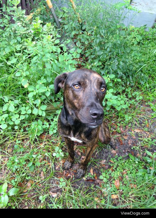 My sweet and sassy Plott Hound, Loki. Lover of sleeping in and…