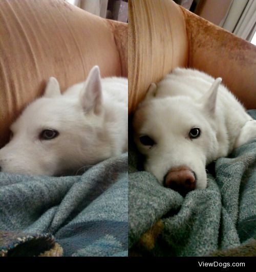 This is Doge. She’s a Husky-Samoyed.