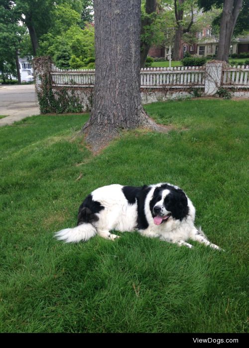 This is Jake! He’s a St. Bernard/Border Collie mix…