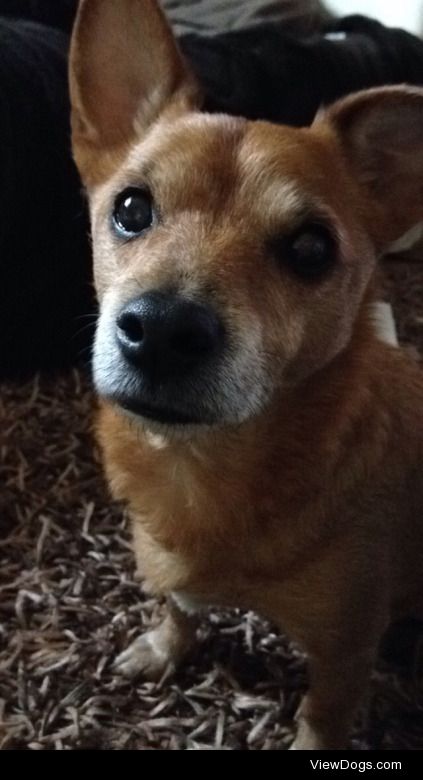 This is Alfred a 14 y/o Jack Russell and Dachshund mix. The…