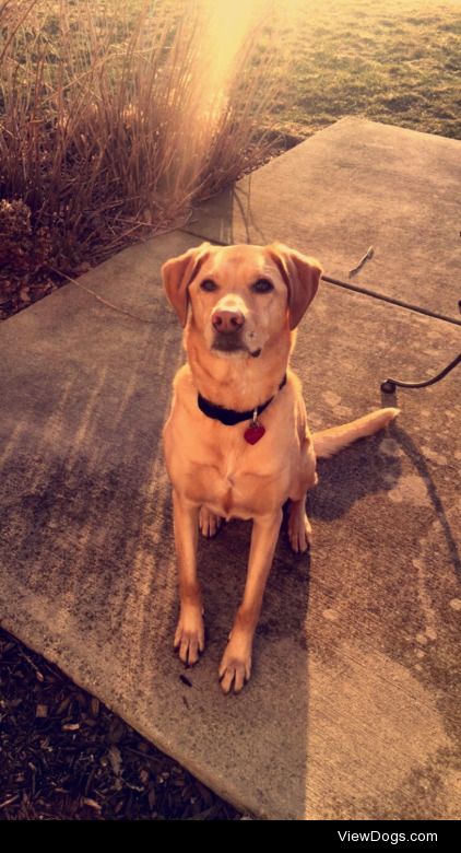 Daisy a 5 year old lab mix who loves to pose for the camera