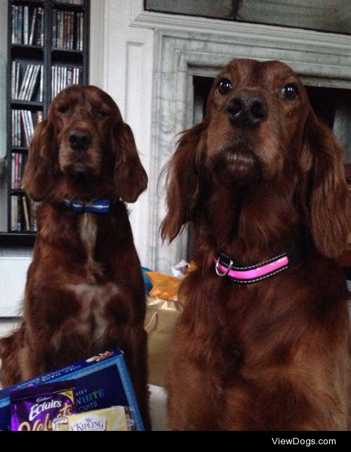 This is Paddy & Millie – my rescued Irish Setters, although…
