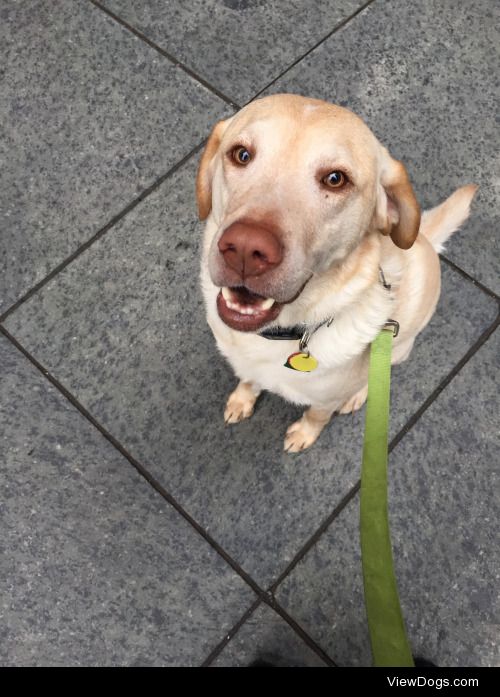 This is Aaron the kindest yellow lab I’ve met!