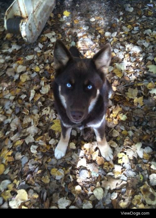 Puppy vs grown up pictures of Peyton (Pepe) my Husky/Australian…