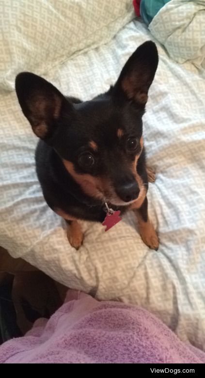 Stanley; min pin/chihuahua; 6-7 years old.