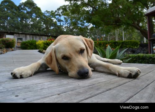 Meet George, AKA Georgie-Porgie, our 3 ½ year old handsome lab…