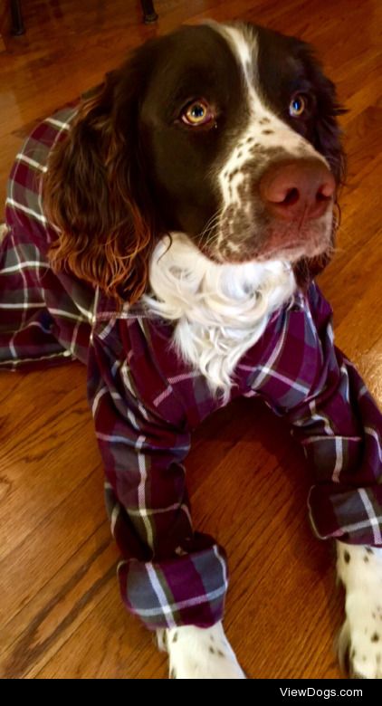 Shiner, my very handsome English Springer Spaniel in a flannel…