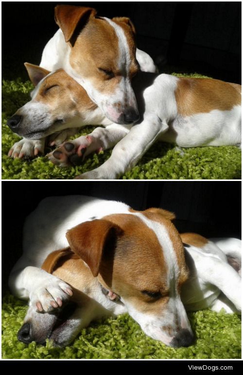Scrumpy Jack and his son JD having a nap in the sun – Lauren