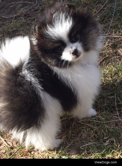 My new Pomeranian nephew Buchu!