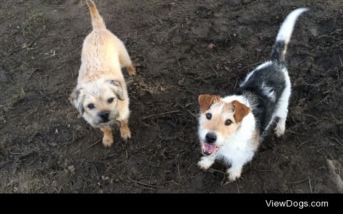 Jaffa, a border terrier and Scooby, a Jack Russell cross….