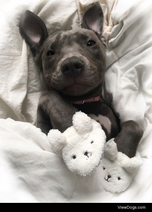 @perfectprincesspitbull on Instagram 
My Adorable baby