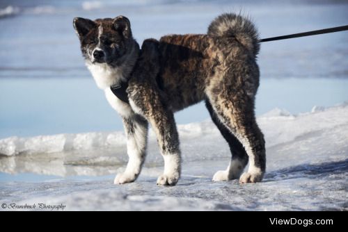 Markus Pylkkänen | dog