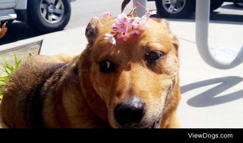 This is my boyfriend’s dog, Sunshine. She enjoys hiking…