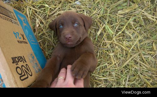 Ronaldo Cassa | Blue eyes dog