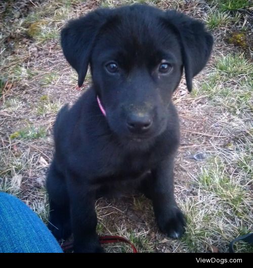 This is Pearl, my black lab/husky mix, back when she was a teeny…