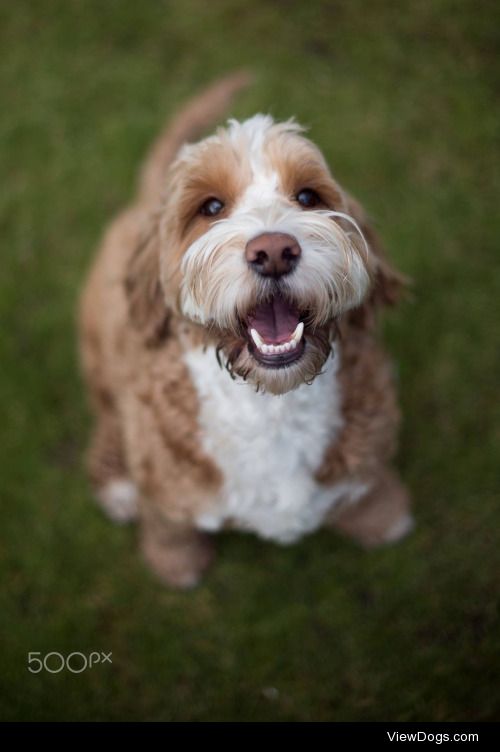 Stephen Philpot | Happy cockapoo