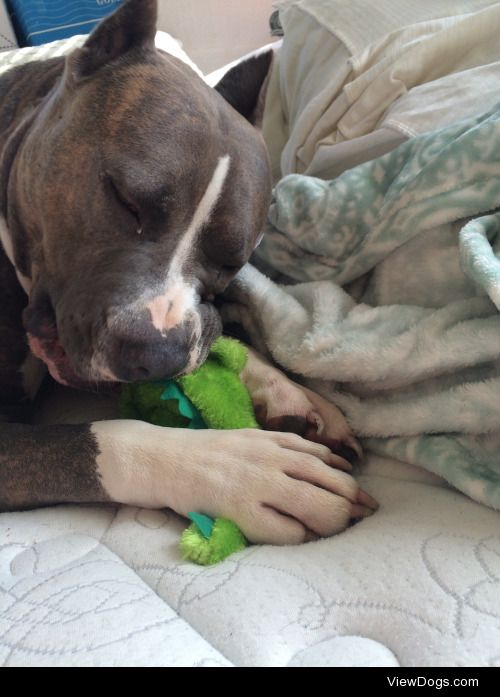 Stax insists on removing the squeak from all his toys, we all…