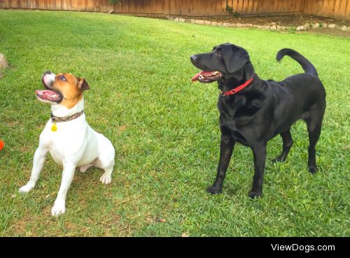 My two year old Olde English Bulldogge Charlie and my seven year…