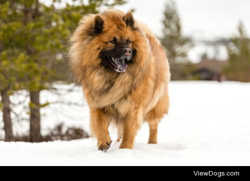 Tom Ivar Arntsen | Eurasier