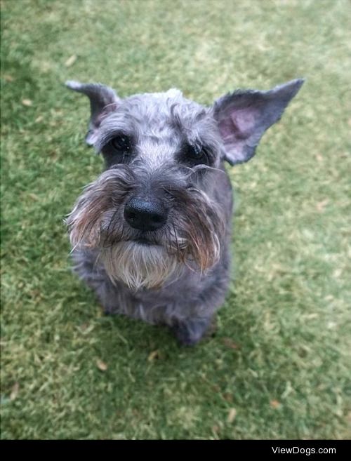 JackDog • Schnauzer & Poodle Mix • Senior • Male •…