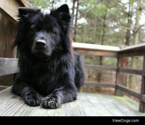 This is Leo my 2yr old chow lab mix