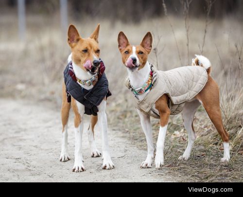 Aleksandr Krushelnyckyi | Basenji dog walking