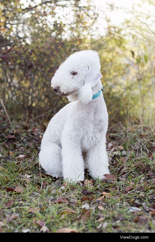 Monika Gajos | Bedlington terrier III