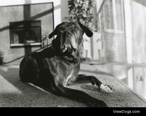 My puppy Maddi on Black & White film, for the anon who likes…