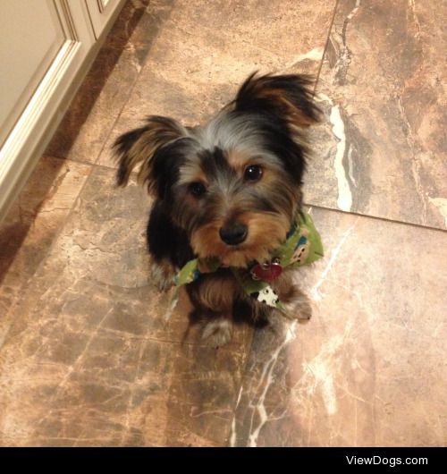 Deano, looking so dapper after his first haircut!  He’s a five…