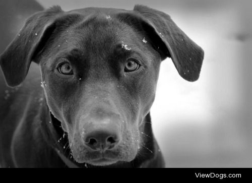 This is my puppy Java! She is a sweet little chocolate lab who…