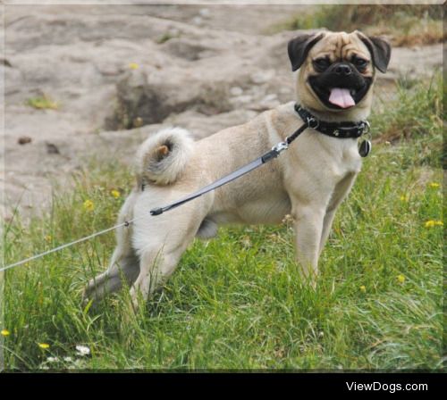 Can you explain to me why people seem to be so obsessed with dog breeds? Selectively breeding, especially for as long as dogs have been around, results in /so much/ inbreeding, which of course leads to so many genetic diseases and deformities. See: pugs. So why did people to continue to support and perpetuate a system like that?
