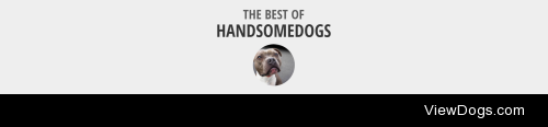 5 Years of HandsomedogsToday marks the 5 year anniversary of…
