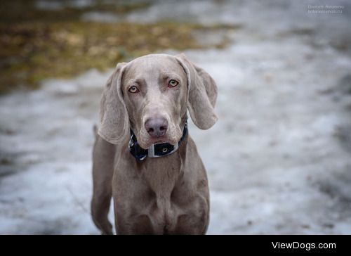 Elisabeth Abramova | Weimaraner portrait