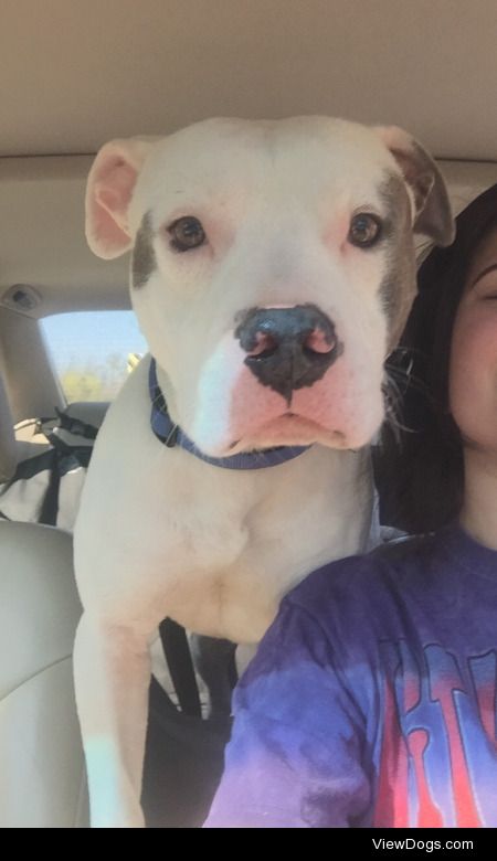 This is my American bulldog/pit bull mix rescue
He likes going…