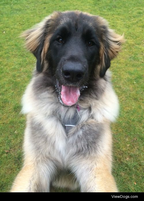 Olive the Leonberger pup