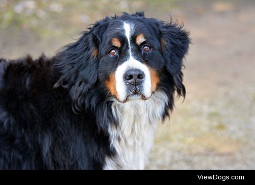 Marie Charouzová | Bernese Mountain Dog