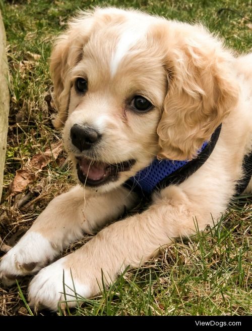 JJ playing outside. – @angelogiomateo #puppy #toronto #cockapoo